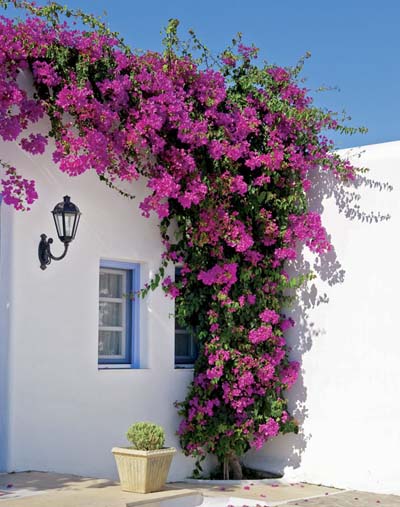 Bougainvillea-bloom-window-house-Greece-Mykonos