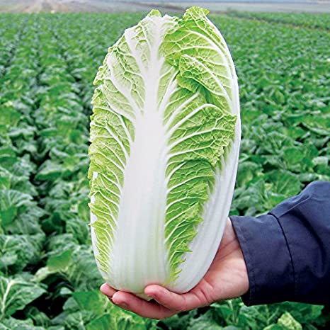 Chinese_cabbage