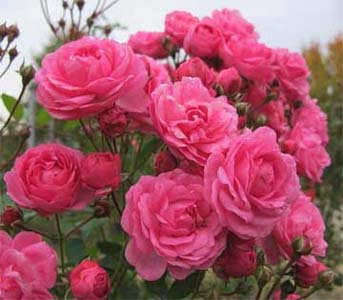 Polyantha roses