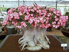 The Care and Maintenance of Adeniums – Indraprastha Horticulture Society