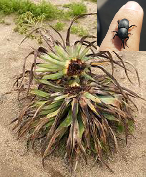 The Stately Agave – Indraprastha Horticulture Society