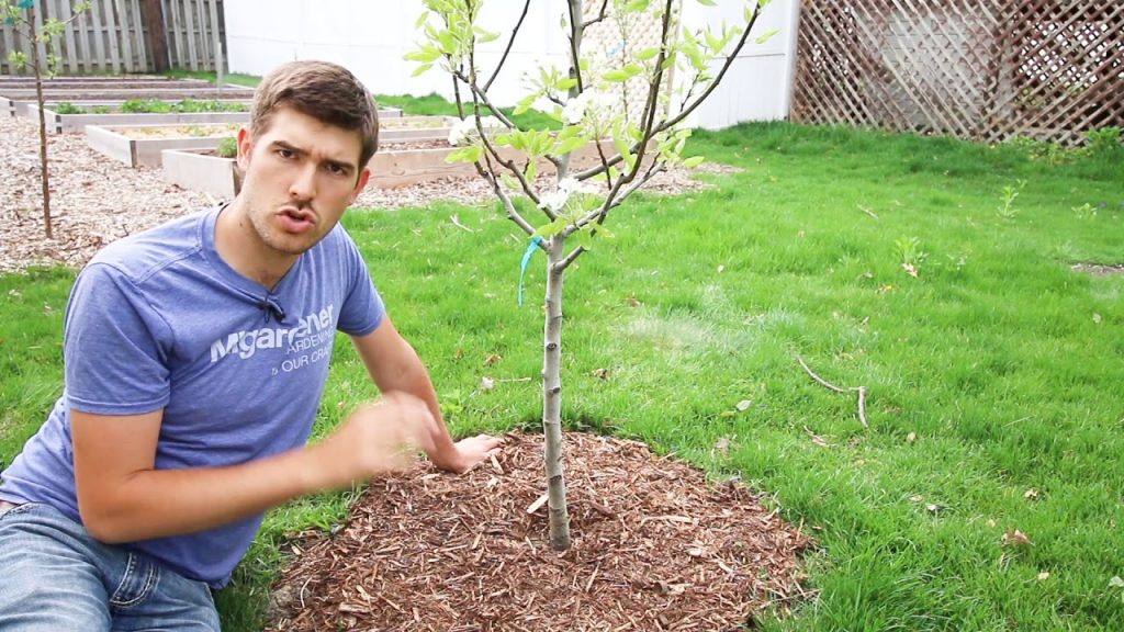 Care and Maintenance of Fruit Trees – Indraprastha Horticulture Society