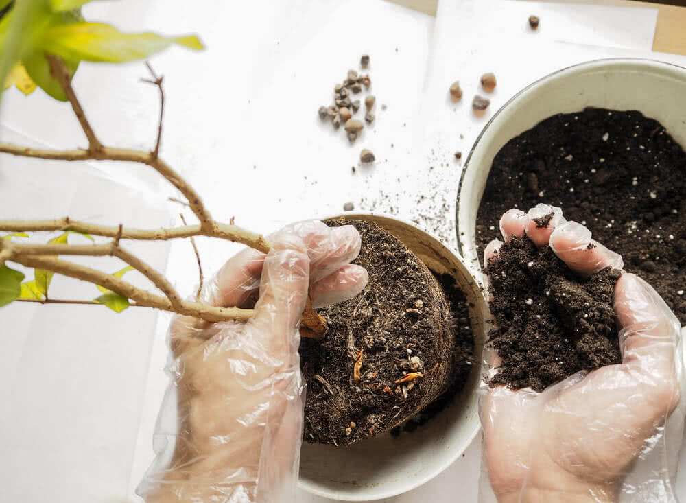 Care and Maintenance of Fruit Trees – Indraprastha Horticulture Society