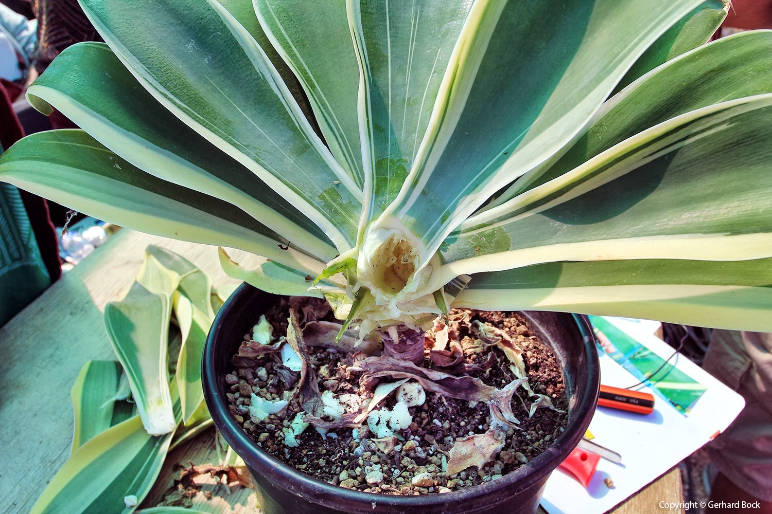 Success with Succulents and Cacti – Indraprastha Horticulture Society