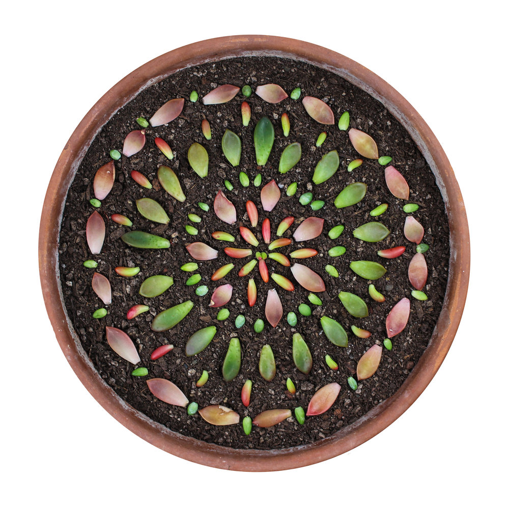 Success with Succulents and Cacti Indraprastha Horticulture Society