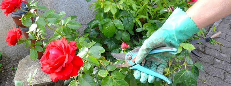 The Ultimate Guide to Rose Care