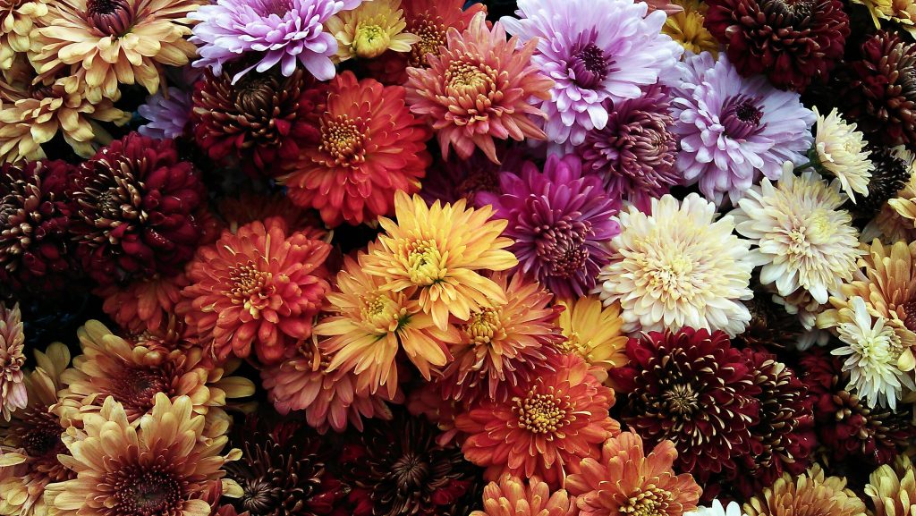 Tips and Tricks to Attain the Perfect Chrysanthemum