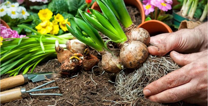 How to Grow Winter Bulbs