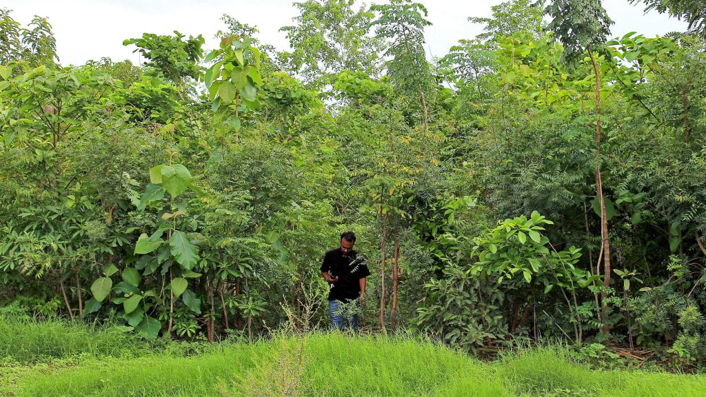 The Pocket-Sized Jungle: A Guide to Miyawaki Forests